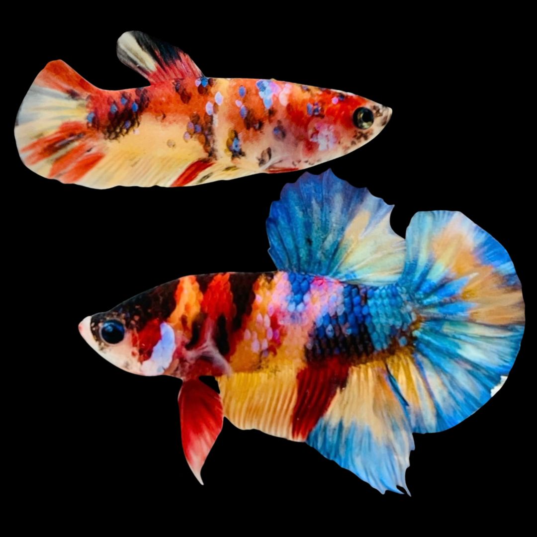 Rare Pair Koi Multicolors Betta Fish