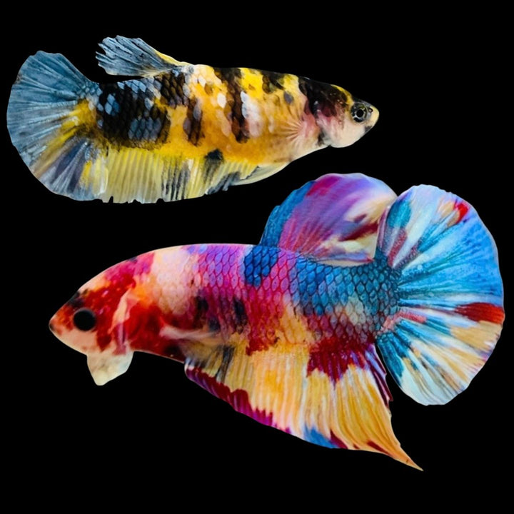 Rare Pair Koi Multicolors Betta Fish