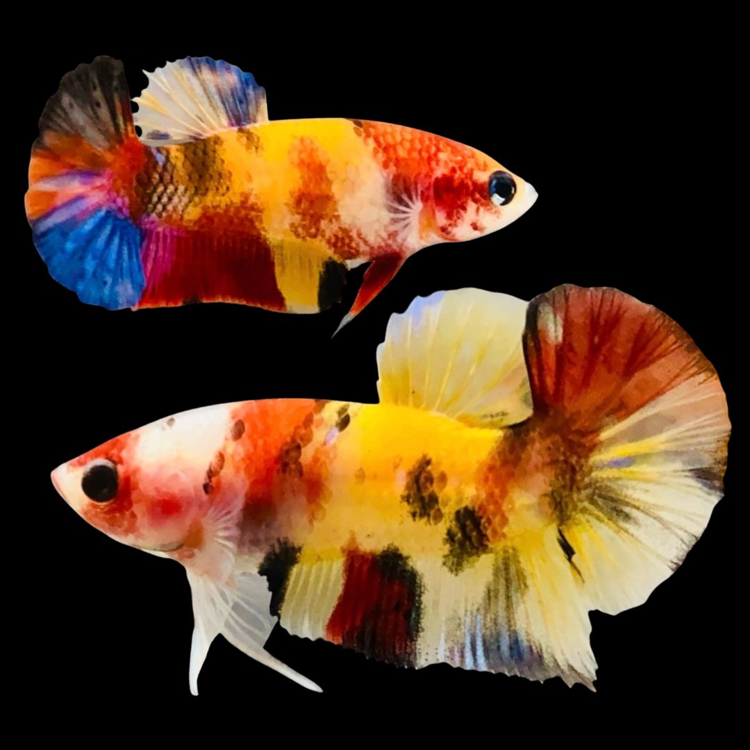 Rare Pair Koi Multicolors Betta Fish