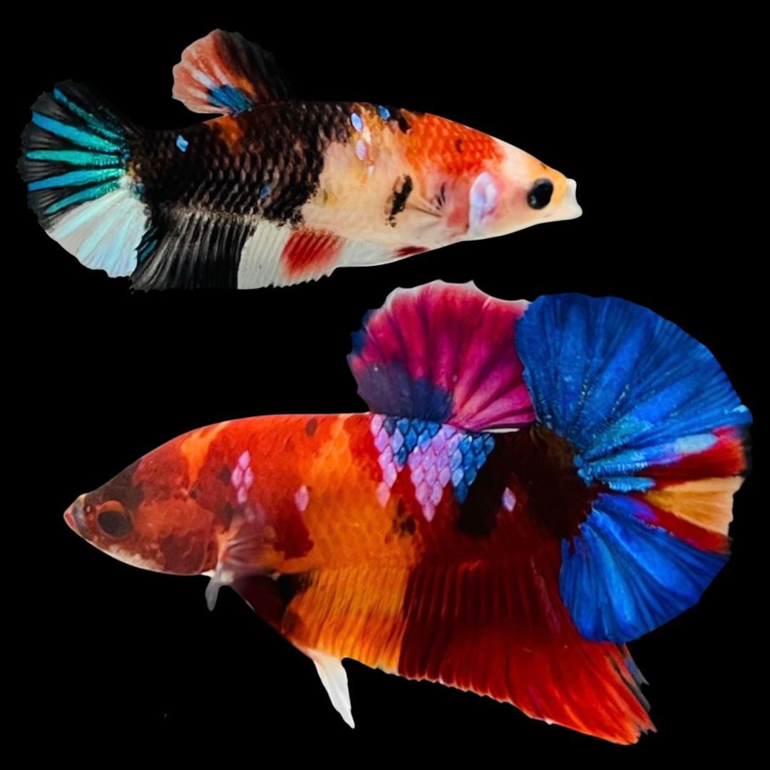 Rare Pair Koi Multicolors Betta Fish