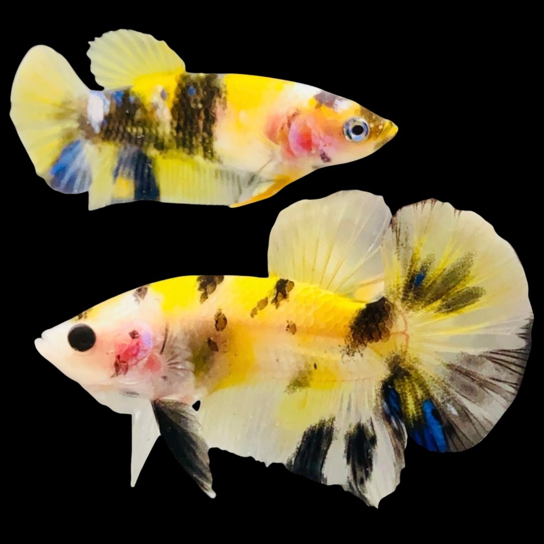 Rare Pair Koi Multicolors Betta Fish