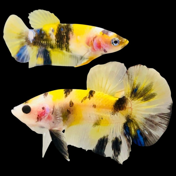 Rare Pair Koi Multicolors Betta Fish