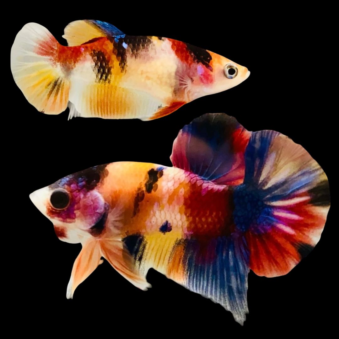 Rare Pair Koi Multicolors Betta Fish