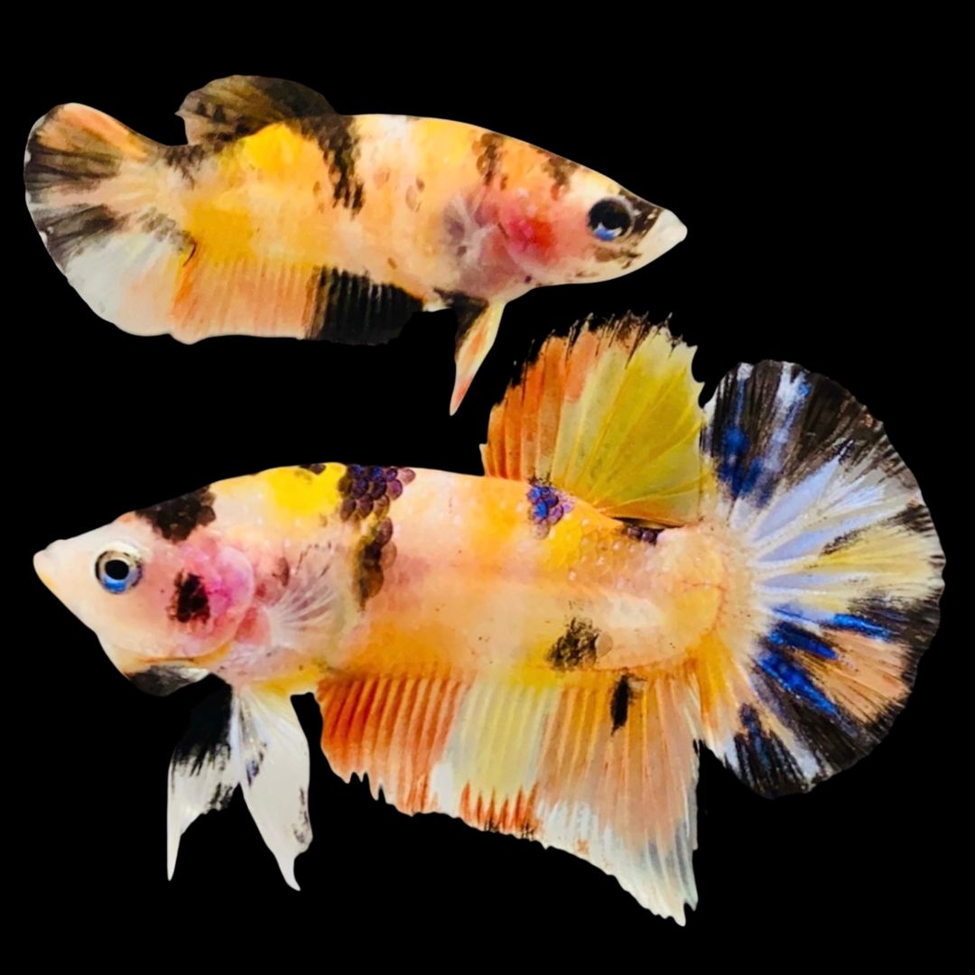 Rare Pair Koi Multicolors Betta Fish