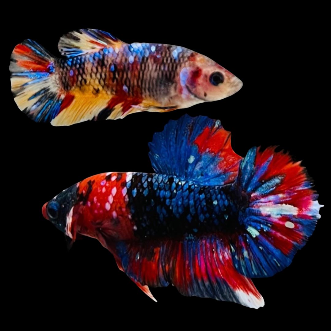 Rare Pair Koi Multicolors Betta Fish