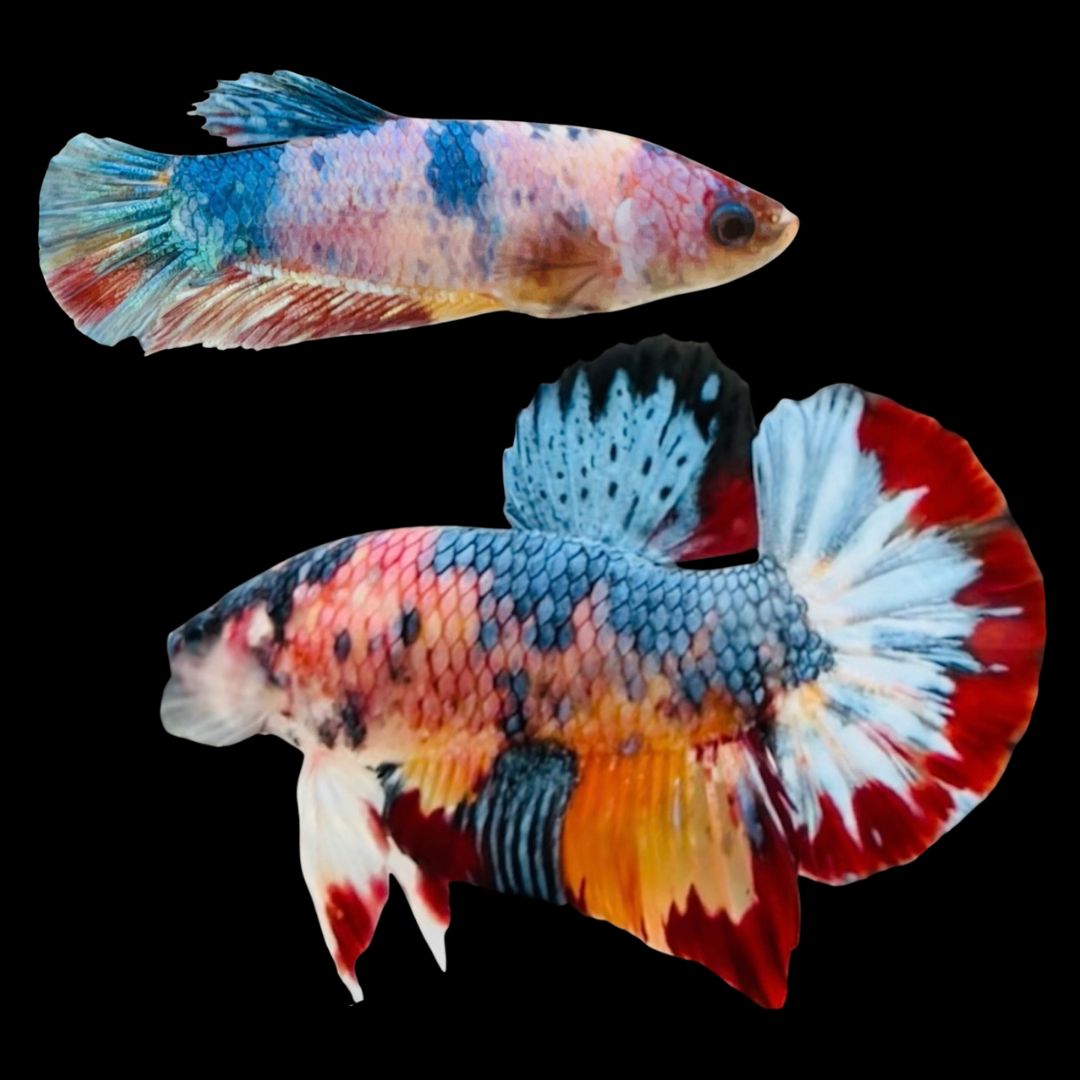 Rare Pair Koi Multicolors Betta Fish