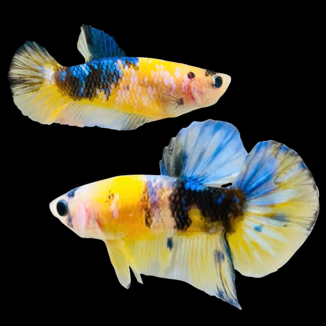 Rare Pair Koi Multicolors Betta Fish
