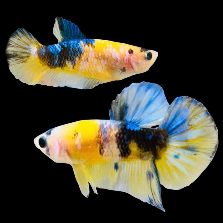 Rare Pair Koi Multicolors Betta Fish