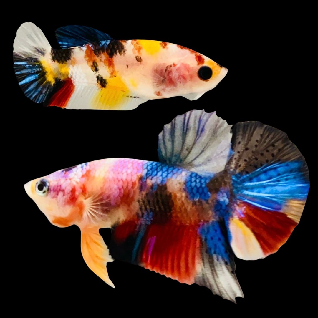 Rare Pair Koi Multicolors Betta Fish