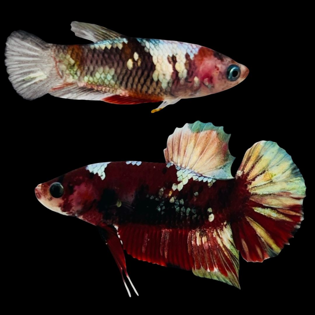 Rare Pair Red Copper Betta Fish