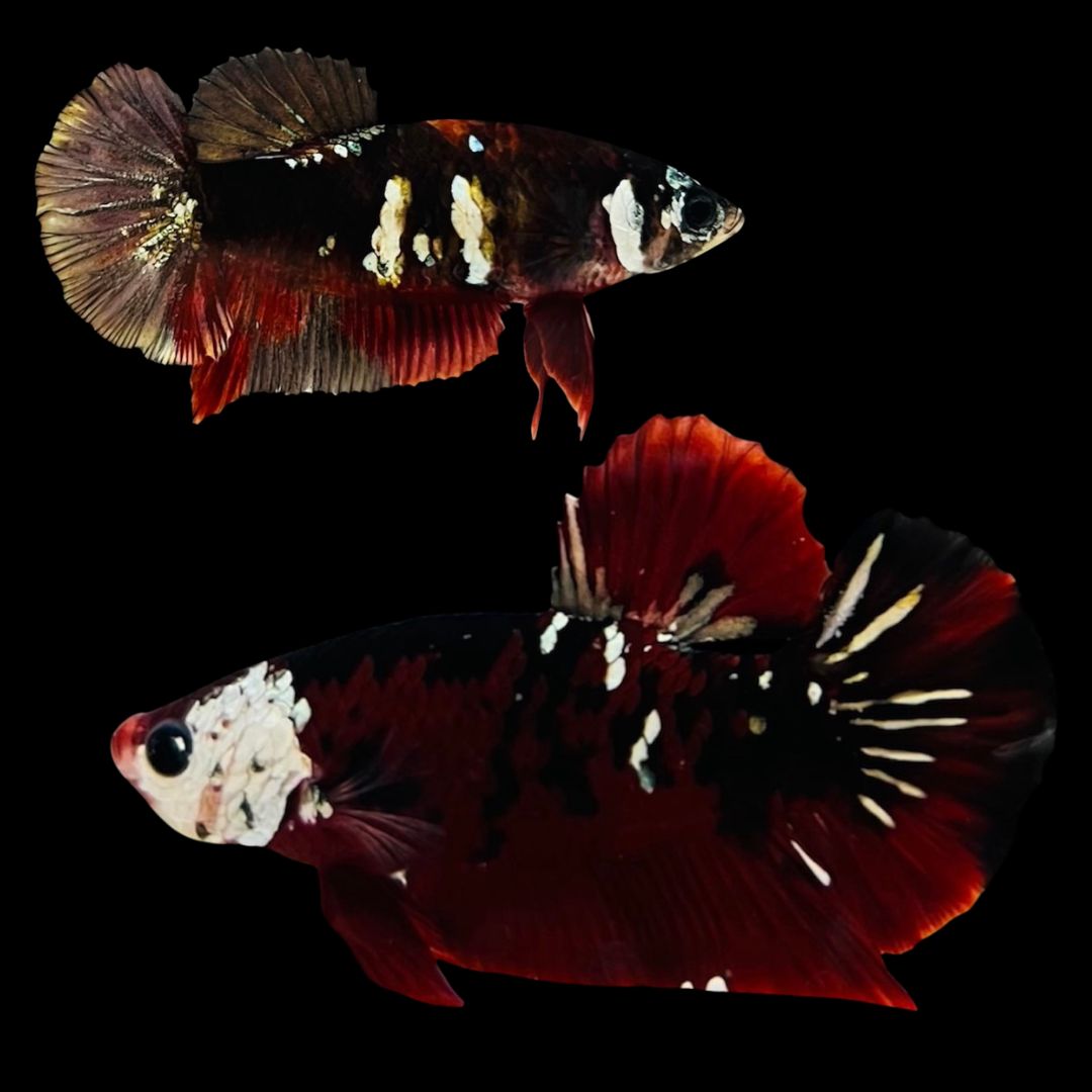 Rare Pair Red Copper Betta Fish