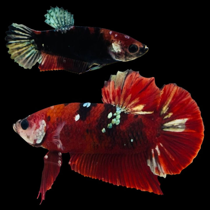 Rare Pair Red Copper Betta Fish
