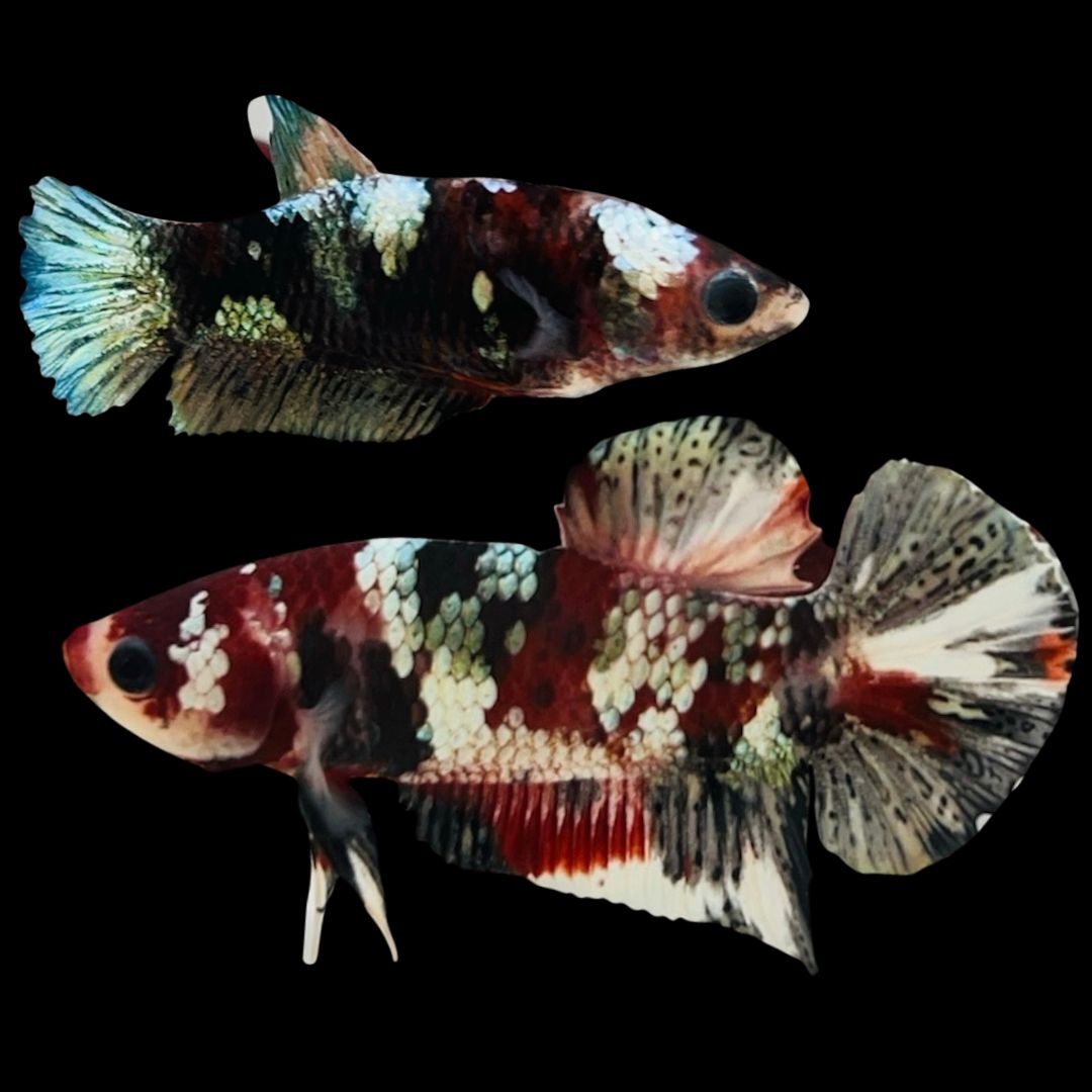 Rare Pair Red Copper Betta Fish