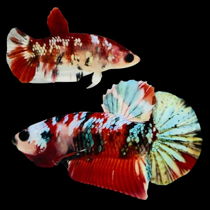 Rare Pair Red Copper Betta Fish