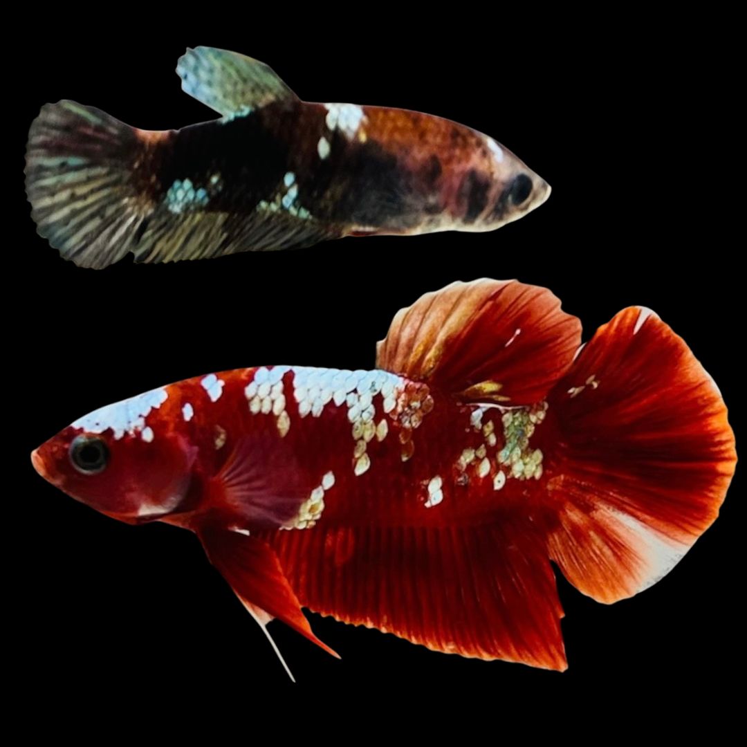 Rare Pair Red Copper Betta Fish