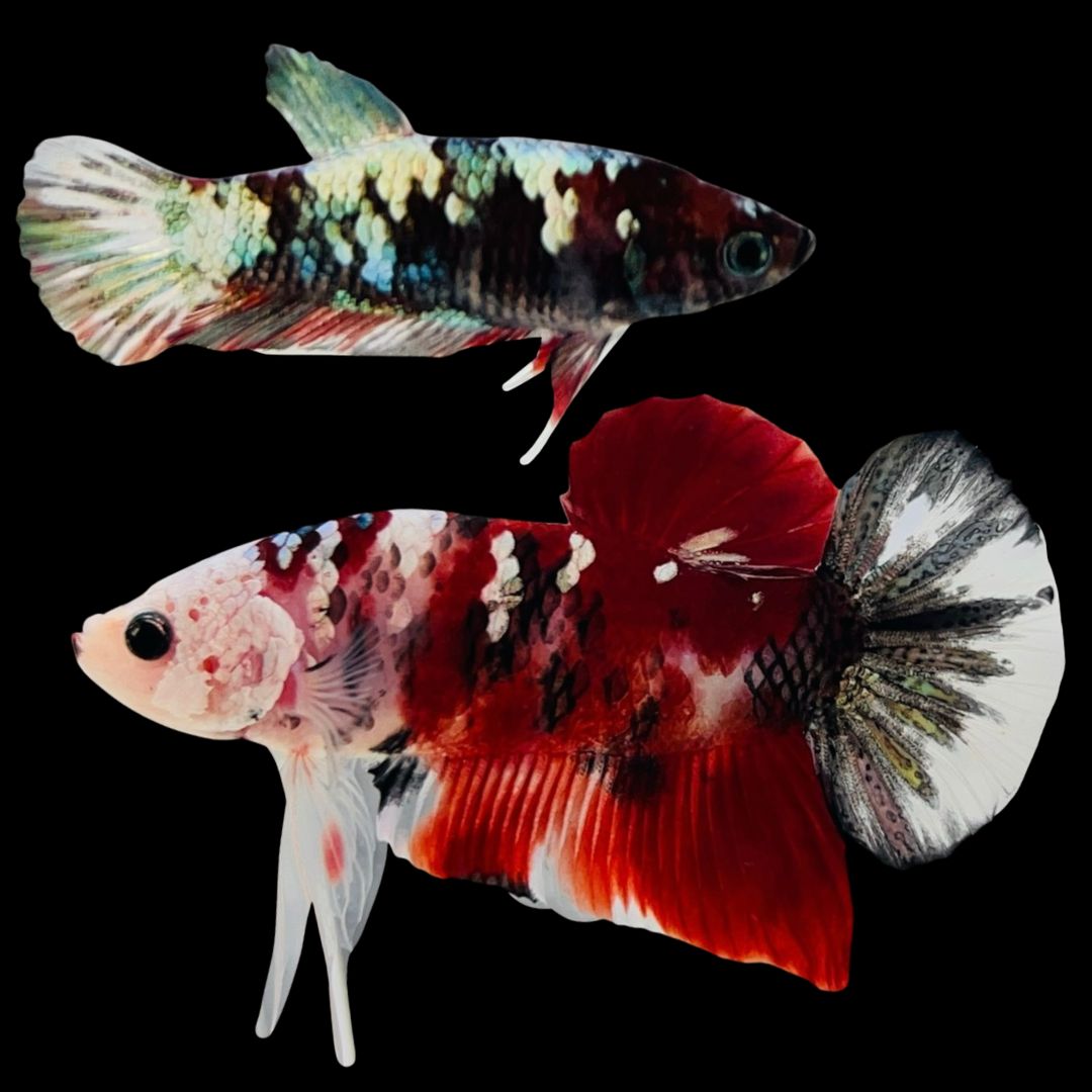 Rare Pair Red Copper Betta Fish