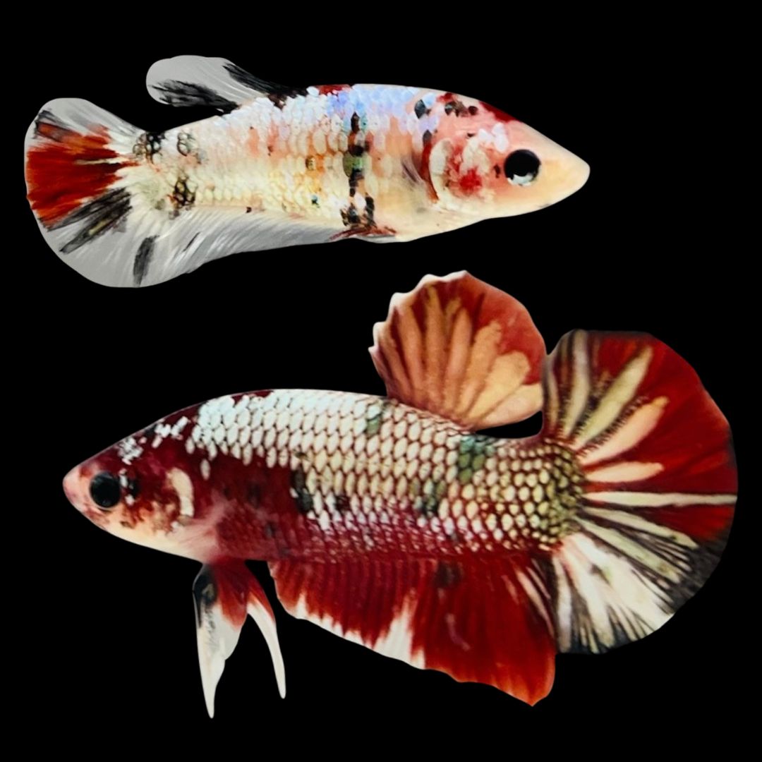 Rare Pair Red Copper Betta Fish