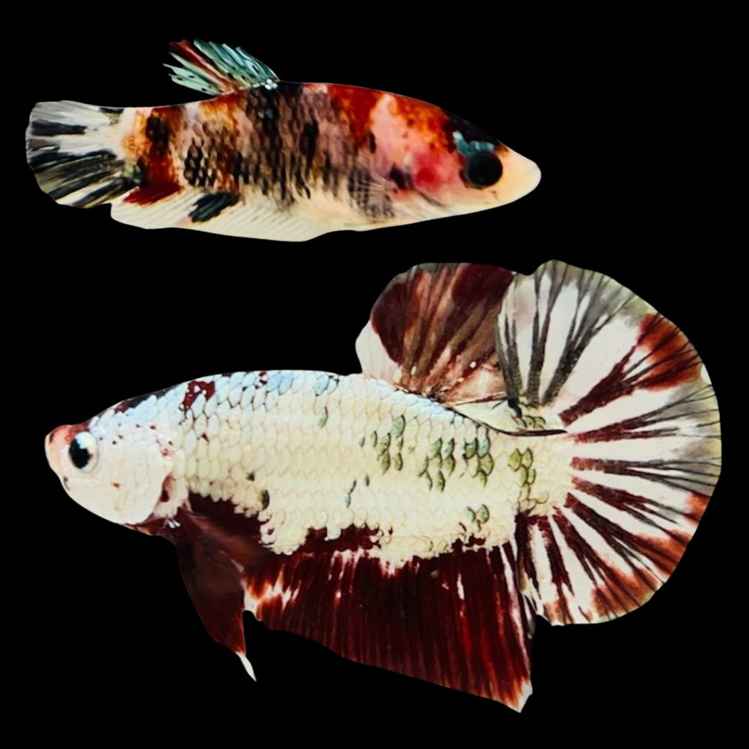Rare Pair Red Copper Betta Fish