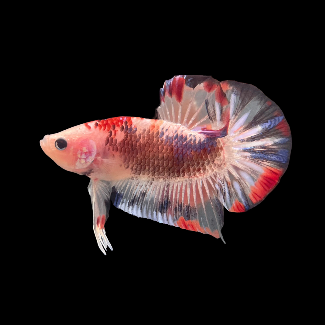 Rare Pink Koi Galaxy Betta Fish