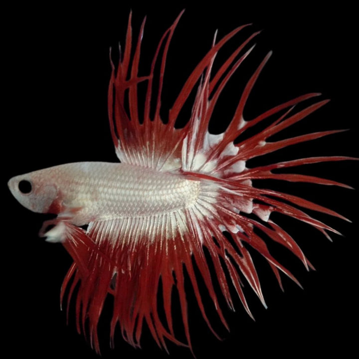 Rare Red Dragon Crowntail Betta Fish