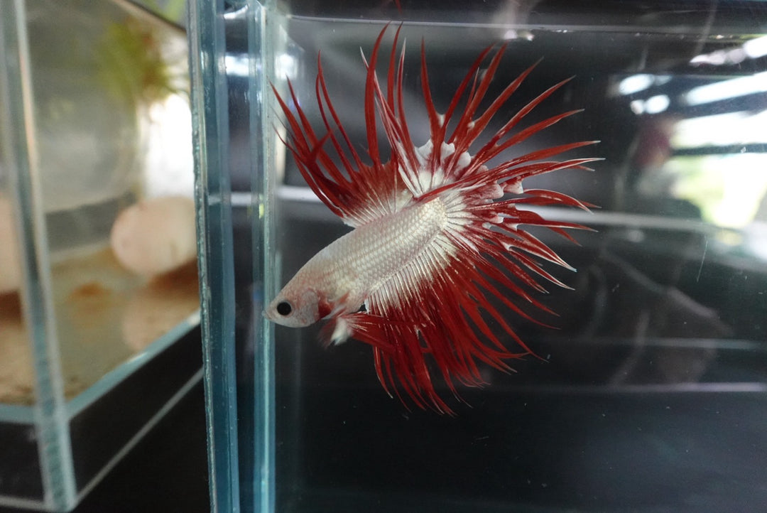 Rare Red Dragon Crowntail Betta Fish