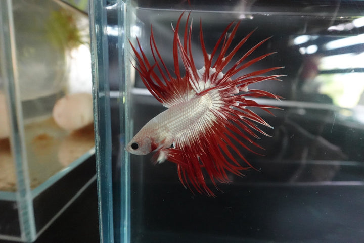 Rare Red Dragon Crowntail Betta Fish