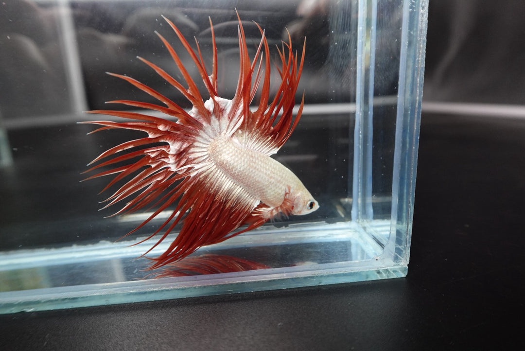 Rare Red Dragon Crowntail Betta Fish