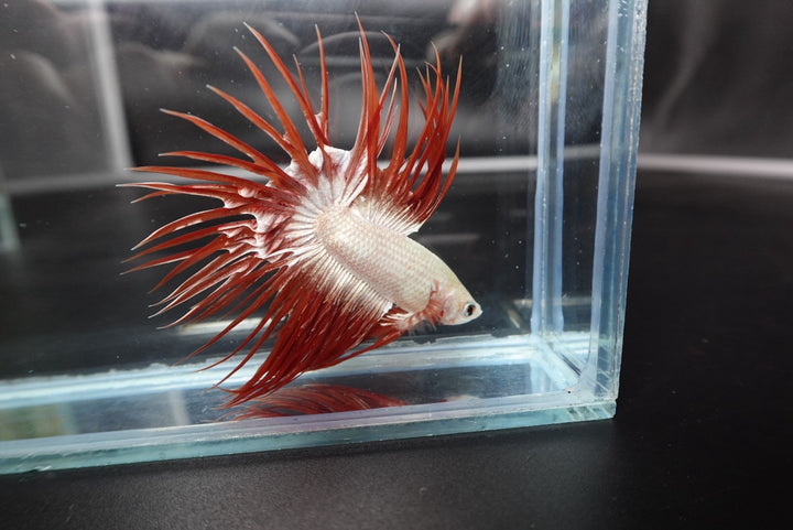 Rare Red Dragon Crowntail Betta Fish