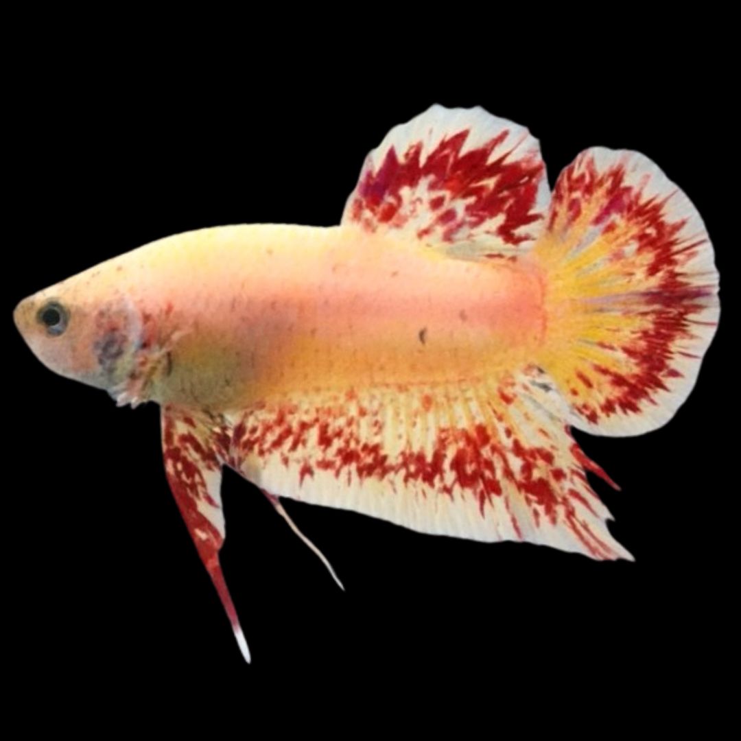 Rare Vanda Betta Fish