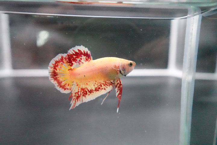 Rare Vanda Betta Fish