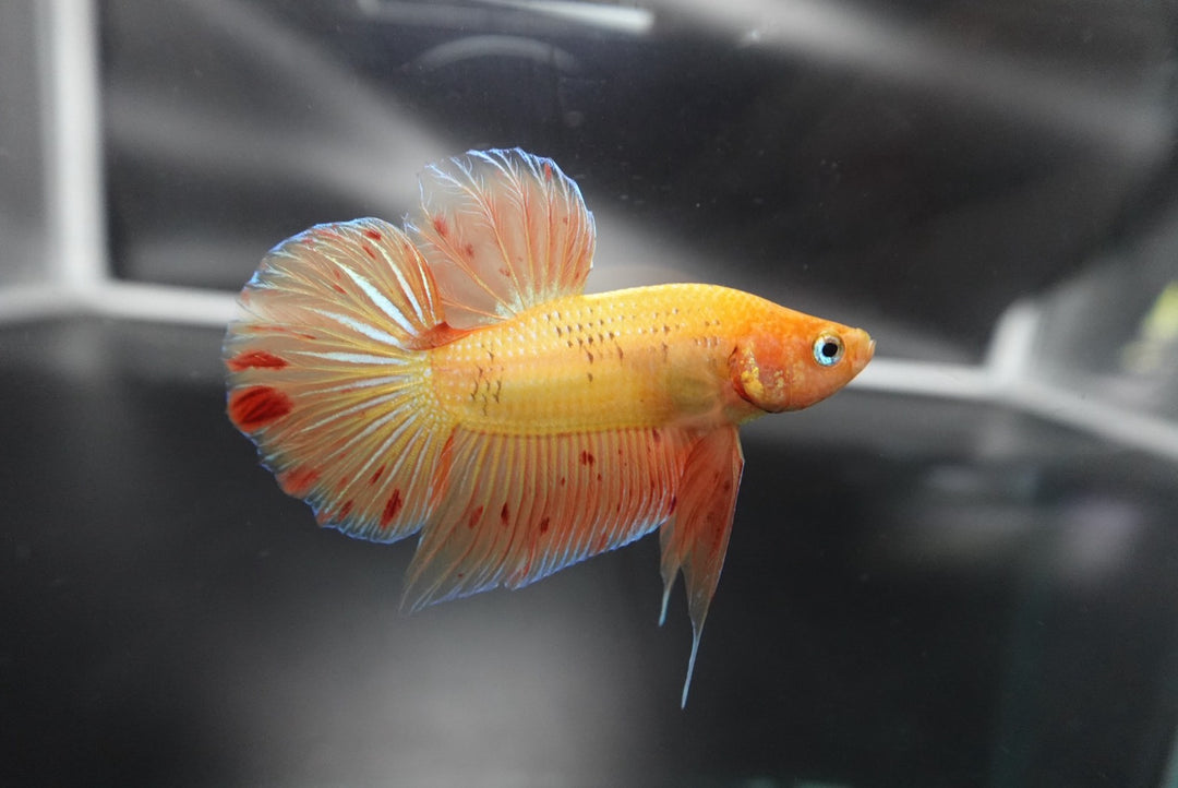 Rare Vanda Betta Fish