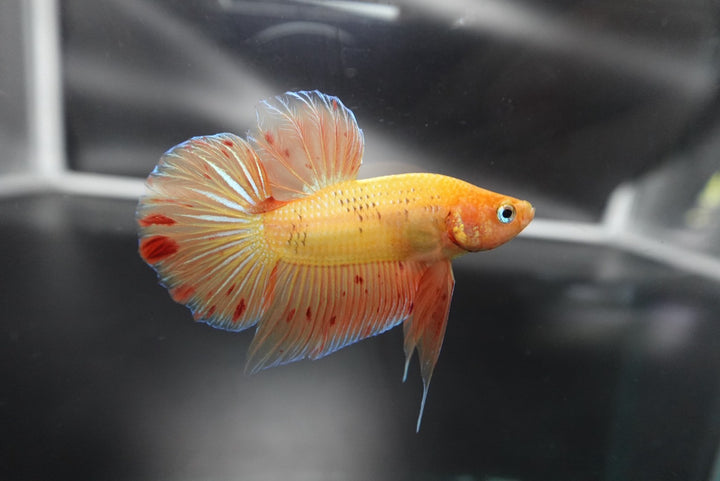Rare Vanda Betta Fish