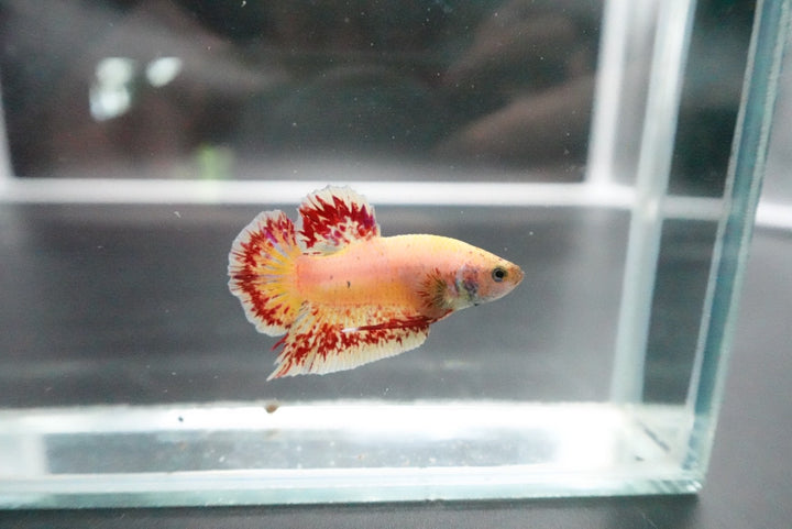 Rare Vanda Betta Fish