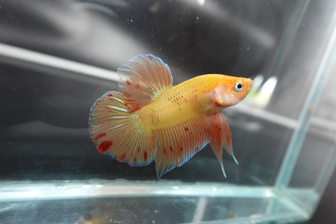 Rare Vanda Betta Fish