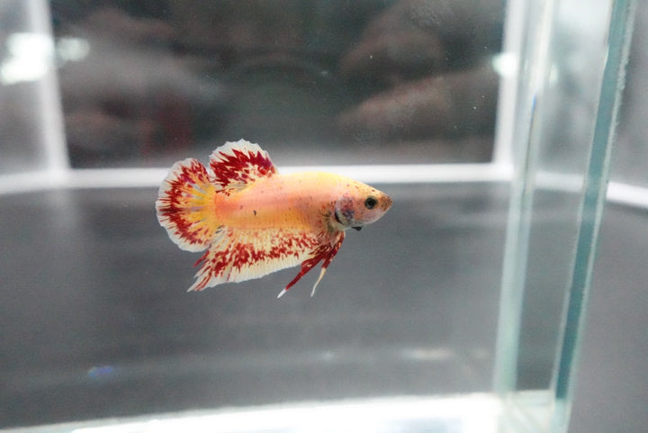 Rare Vanda Betta Fish