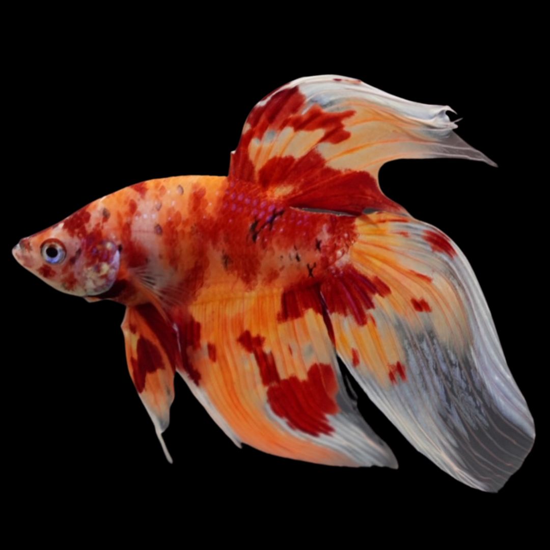 Rare Veiltail Koi Betta Fish