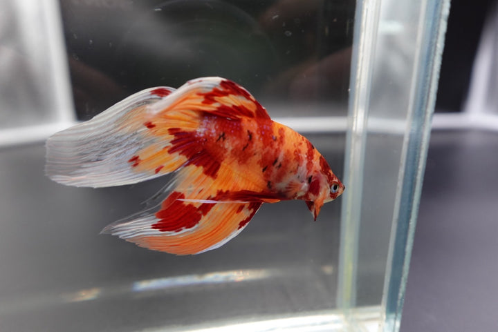 Rare Veiltail Koi Betta Fish