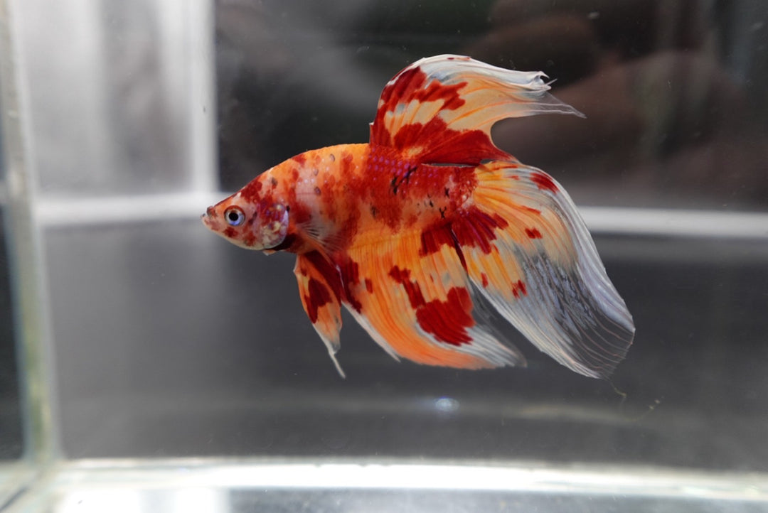 Rare Veiltail Koi Betta Fish