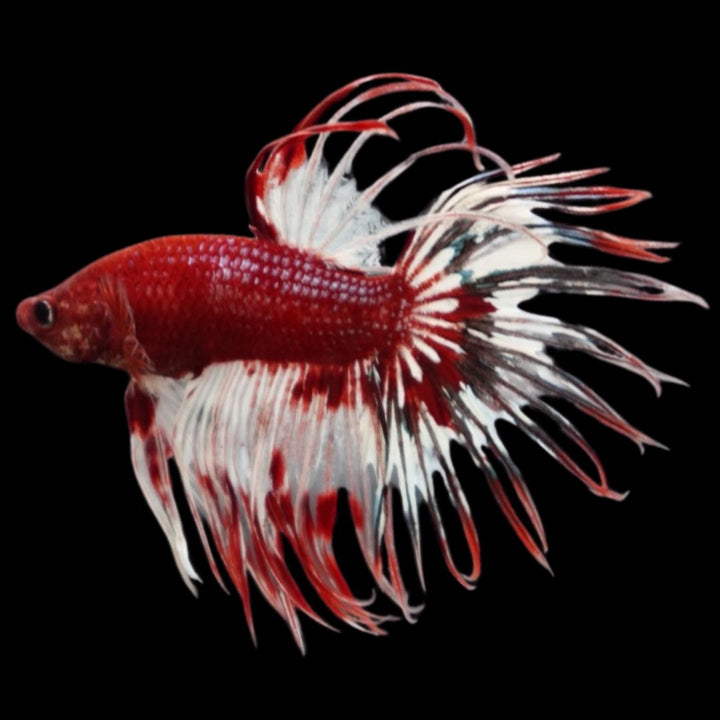 Rare Multicolors Crowntail Betta Fish