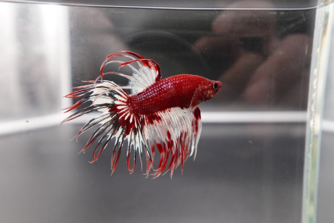 Rare Multicolors Crowntail Betta Fish