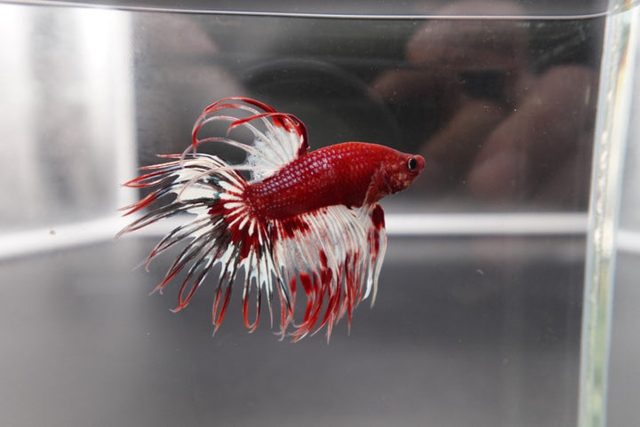 Rare Multicolors Crowntail Betta Fish