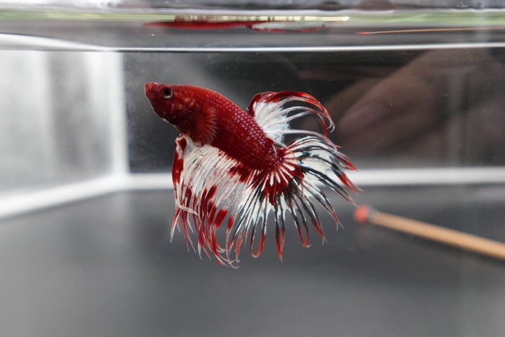Rare Multicolors Crowntail Betta Fish