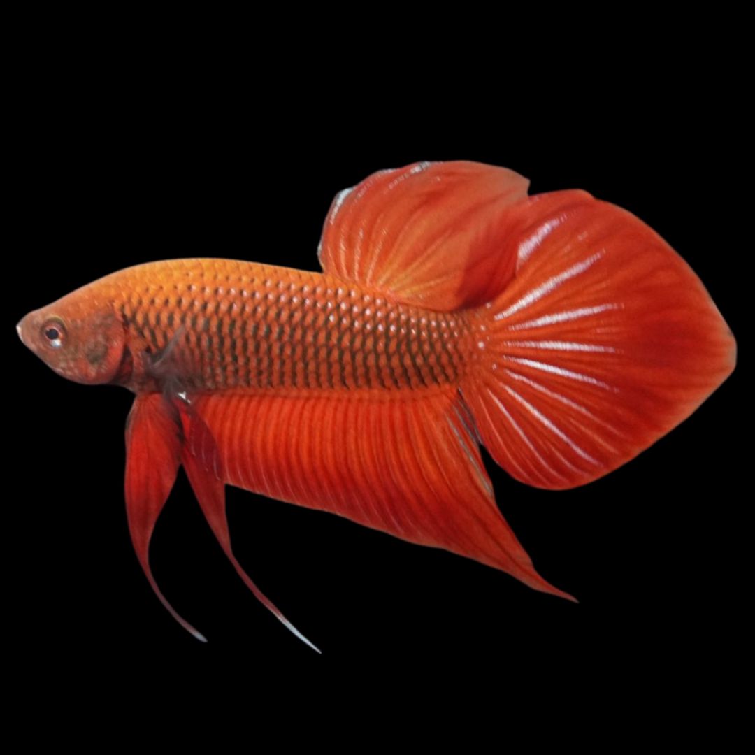 Red Benjarong Crimson Cheek Wild Betta Fish - Kingdom of Thailand