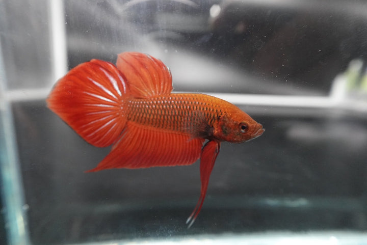 Red Benjarong Crimson Cheek Wild Betta Fish - Kingdom of Thailand