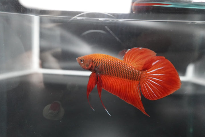 Red Benjarong Crimson Cheek Wild Betta Fish - Kingdom of Thailand