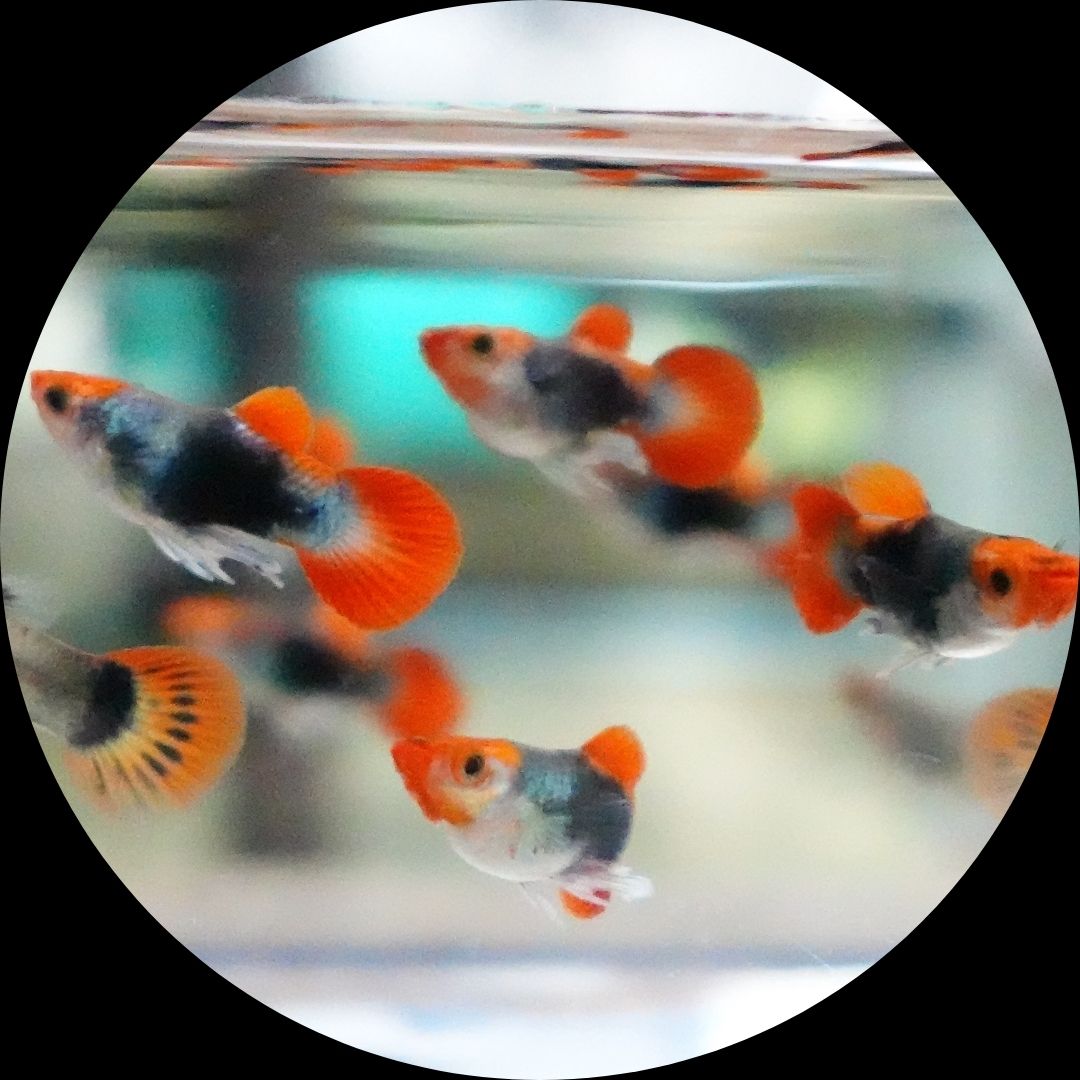 Red Koi Tuxedo Short Body Guppy Fish