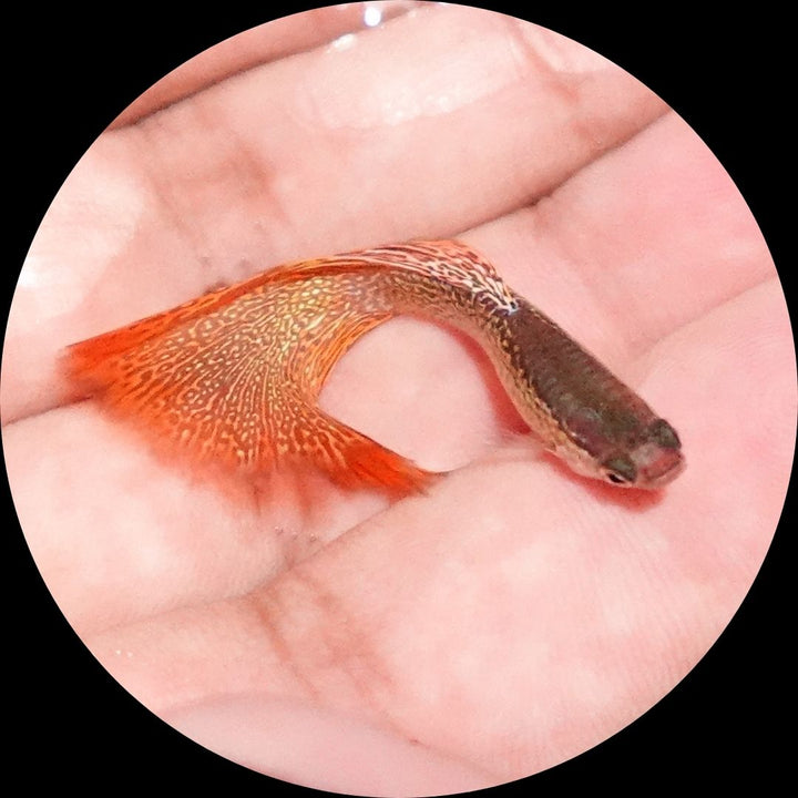 Red Lace Guppy Fish