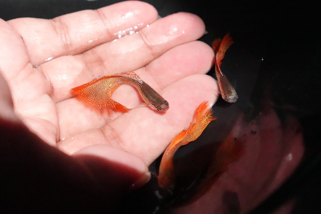 Red Lace Guppy Fish