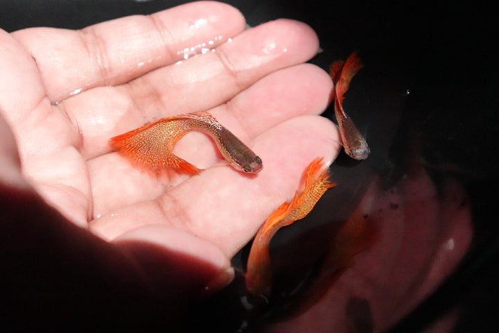 Red Lace Guppy Fish