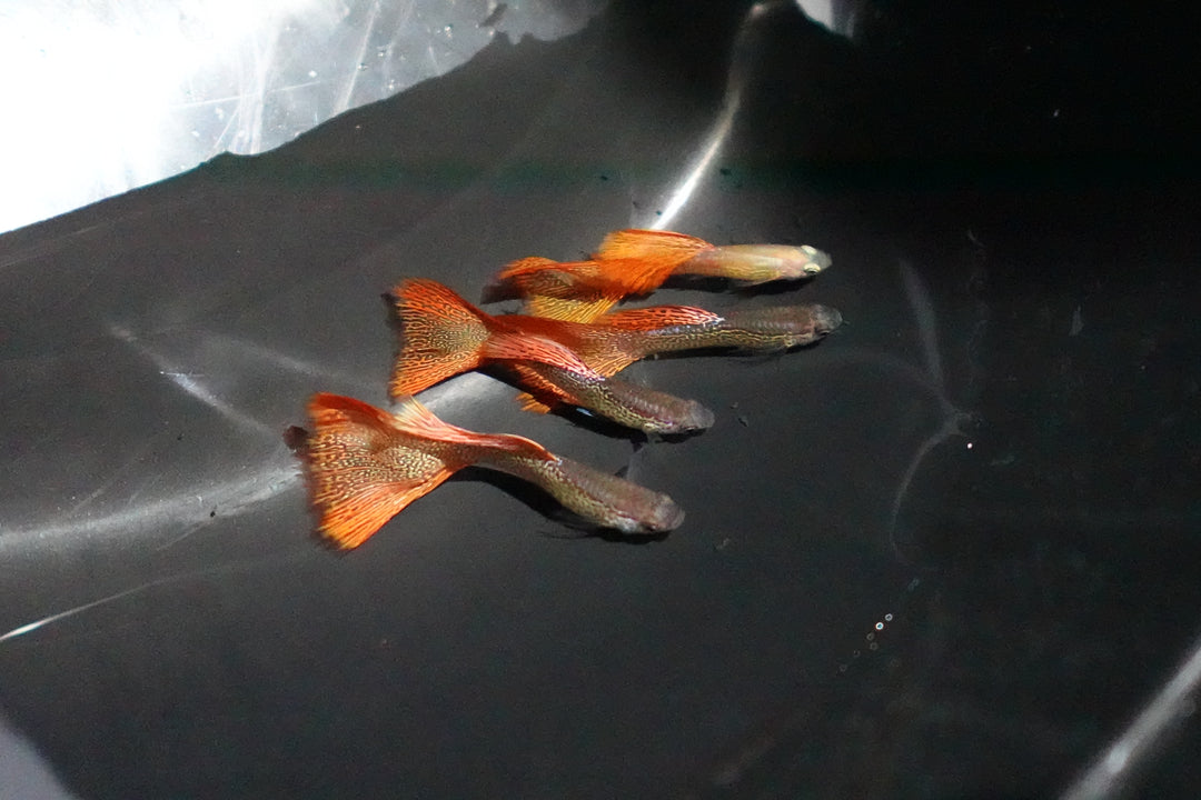 Red Lace Guppy Fish